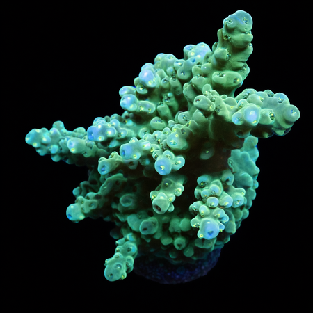 Acropora Groen / Blauw M (Ong. 6-7 cm) WYSIWYG (1771104623049)