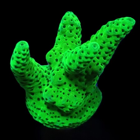Acropora Groen DJM kweek Frag