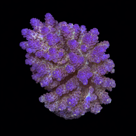 Acropora L (Ong. 8-9 cm) WYSIWYG (1773439505480)