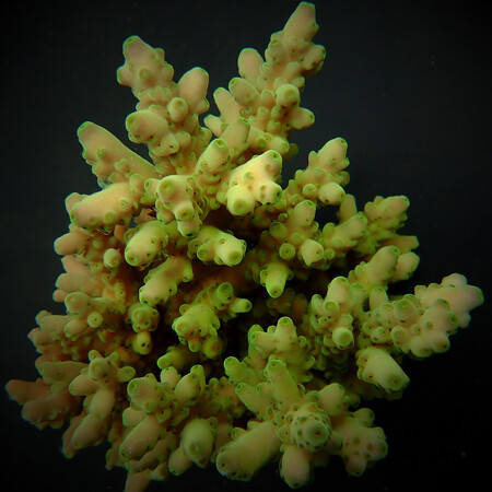 Acropora loripes Frag (Ong. 2-3 cm)
