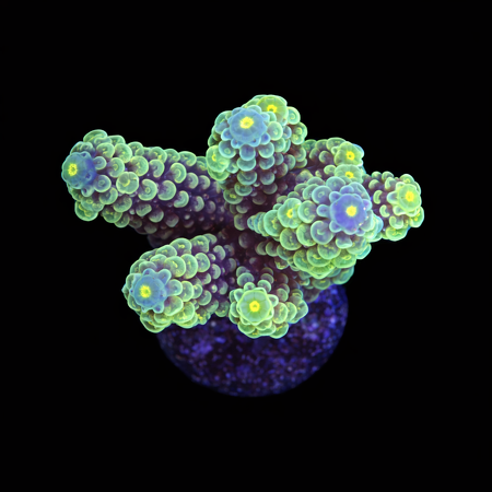 Acropora M (Ong. 6-7 cm) WYSIWYG (1773333273914)