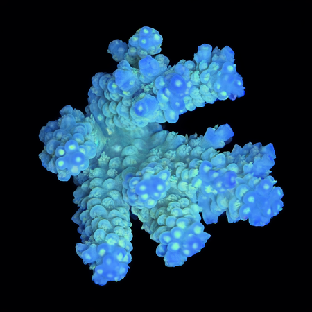 Acropora M (Ong. 6-7 cm) WYSIWYG (1773439237978)