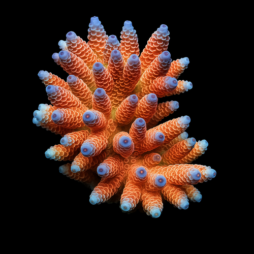 Acropora millepora (Rainbow)
