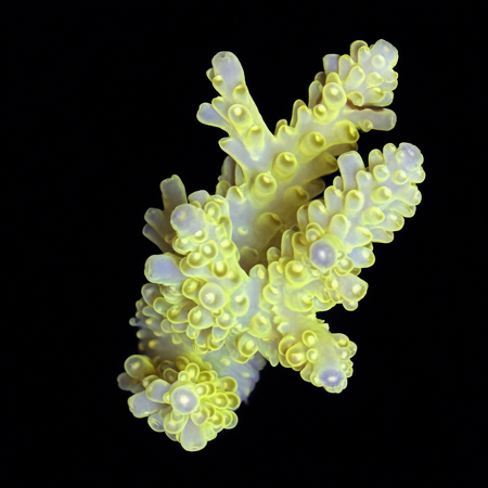 Acropora S (Ong. 4-5 cm) WYSIWYG (1773438622311)