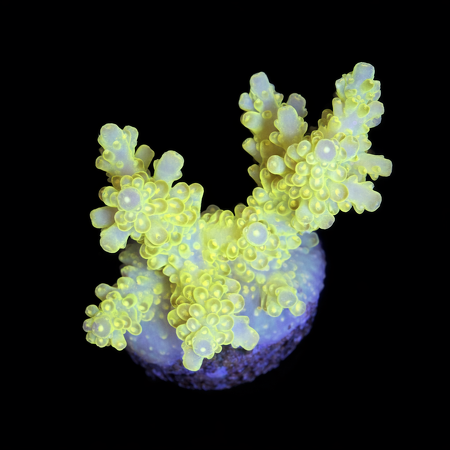 Acropora S (Ong. 4-5 cm) WYSIWYG (1773438626041)