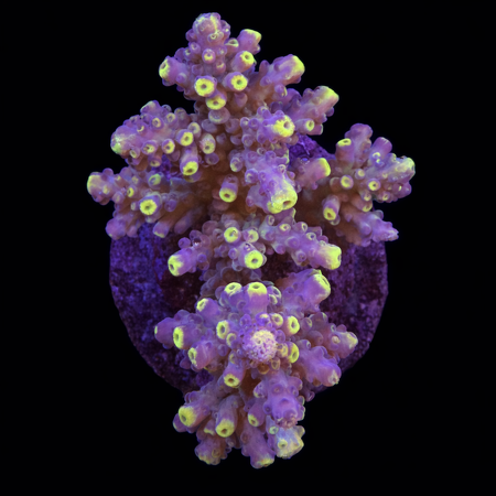 Acropora sp. L (Ong. 8-9 cm) WYSIWYG (1784742624621)