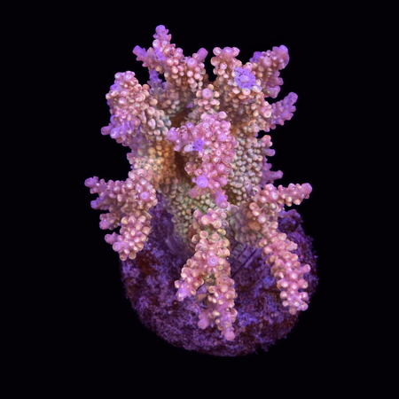 Acropora sp. L (Ong. 8-9 cm) WYSIWYG (1784742627407)
