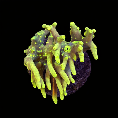 Acropora sp. L (Ong. 8-9 cm) WYSIWYG (1784742635120)