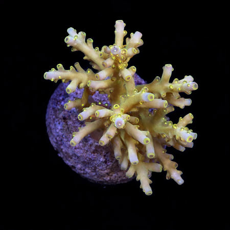 Acropora sp. L (Ong. 8-9 cm) WYSIWYG (1784742642836)