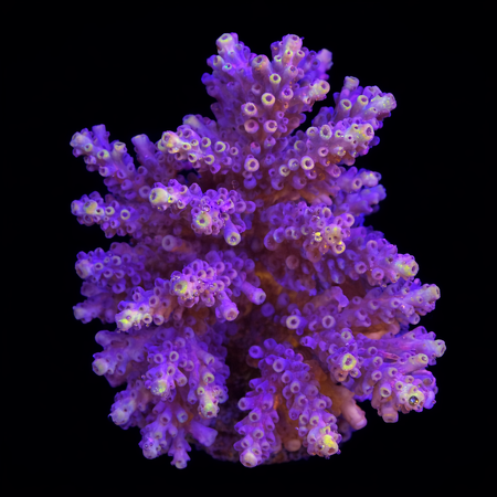Acropora sp. L (Ong. 8-9 cm) WYSIWYG (1784742645352)