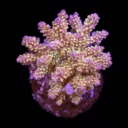 Acropora sp. L (Ong. 8-9 cm) WYSIWYG (1784742647818)