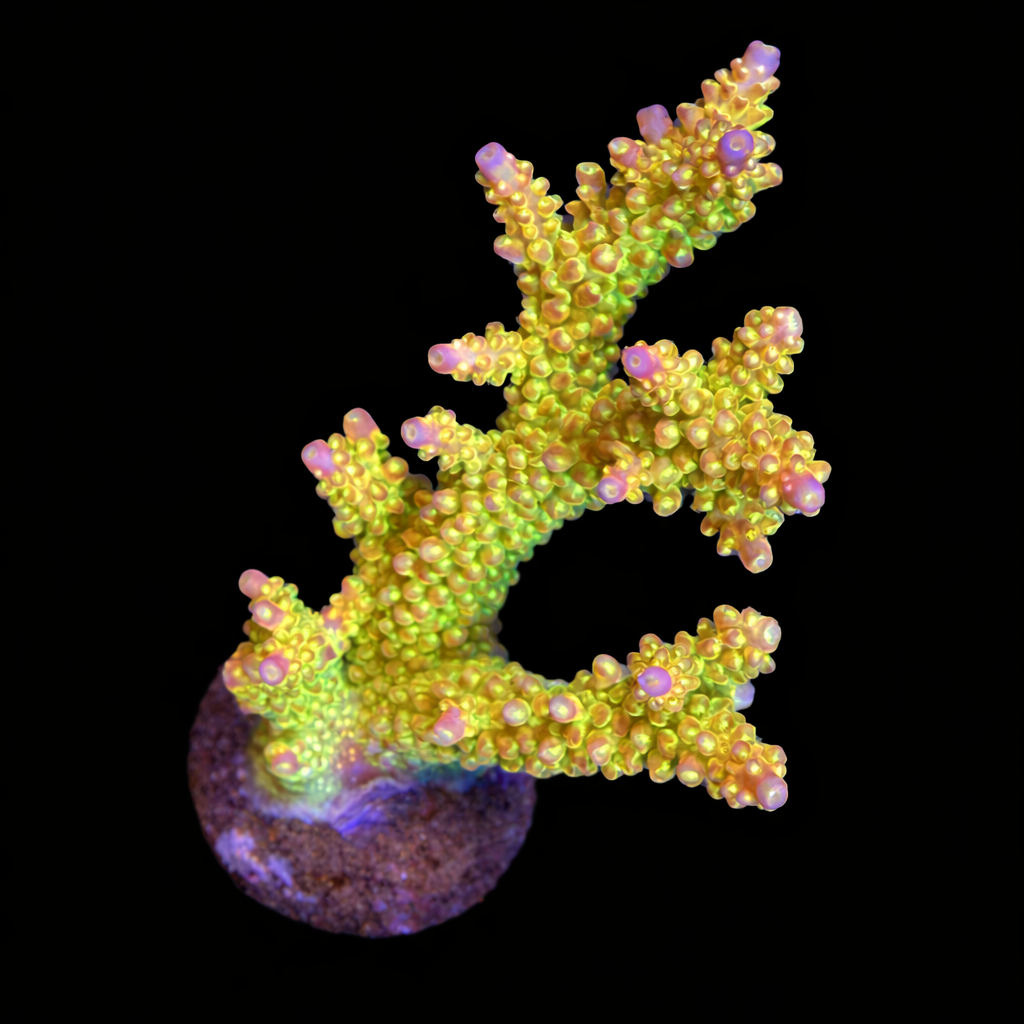 Acropora sp. L (Ong. 8-9 cm) WYSIWYG (1785861855019)
