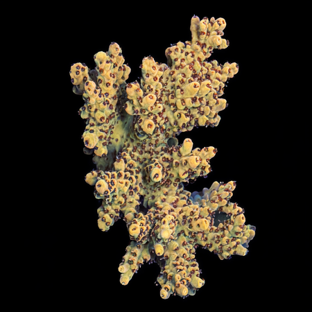 Acropora Special L (Ong. 8-9 cm) WYSIWYG (1773439196263)