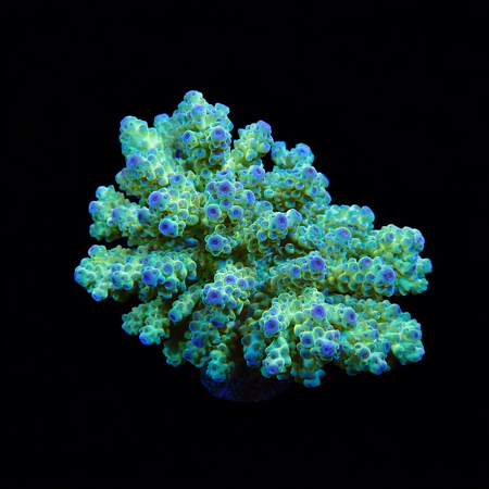 Acropora Ultra L (Ong. 8-9 cm) WYSIWYG (1773258044398)