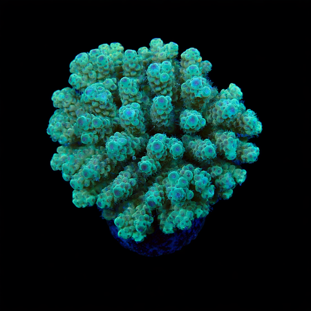 Acropora Ultra L (Ong. 8-9 cm) WYSIWYG (1773258105831)