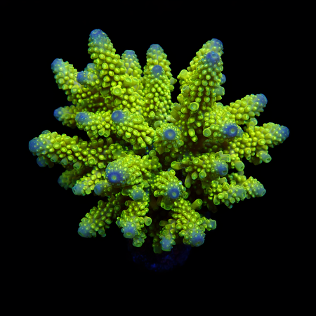 Acropora Ultra XL (Ong. 10-12 cm) WYSIWYG (1773257912949)