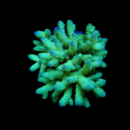 Acropora Ultra XL (Ong. 10-12 cm) WYSIWYG (1773257941648)