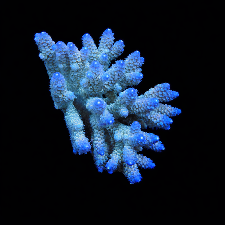 Acropora Ultra XL (Ong. 10-12 cm) WYSIWYG (1773257963232)