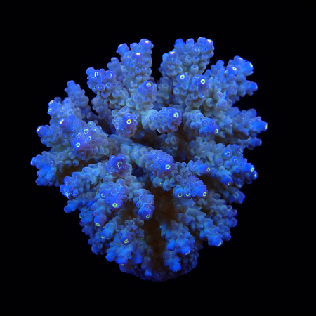 Acropora Ultra XL (Ong. 10-12 cm) WYSIWYG (1773257988031)