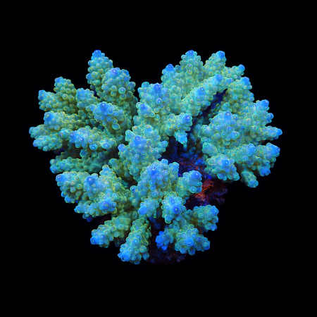 Acropora Ultra XL (Ong. 10-12 cm) WYSIWYG (1773258065464)