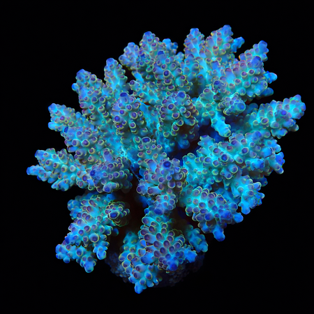 Acropora Ultra XL (Ong. 10-12 cm) WYSIWYG (1773258088432)