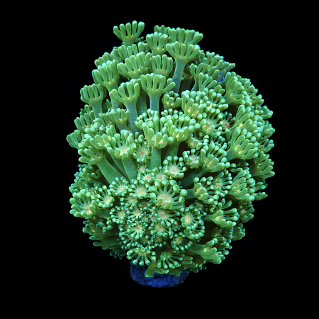 Alveopora Groen / Geel  M (Ong. 6-7 cm) WYSIWYG (1771104377468)