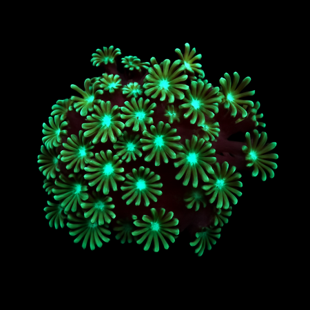 Alveopora spp. (Green) DJM kweek Frag