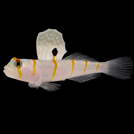 Amblyeleotris randalli