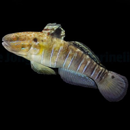 Amblygobius phalaena - Tank Bred