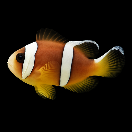 Amphiprion bicinctus (Pearl Eye) - DJM Bred