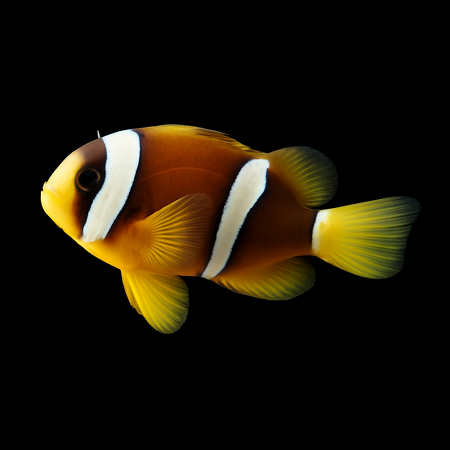 Amphiprion clarkii (Yellowtail Clownfish) - DJM Bred