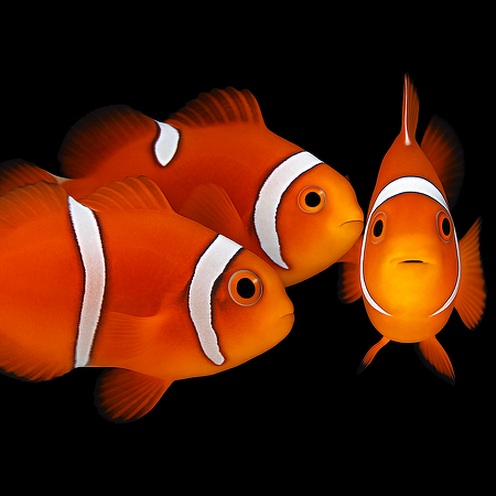 Amphiprion gibbosus (Morscode) - DJM Bred