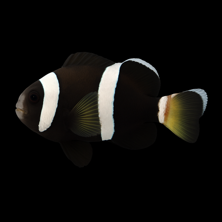 Amphiprion latezonatus - DJM Bred