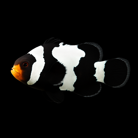 Amphiprion ocellaris (Black Premium Snowflake) - DJM Bred