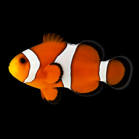 Amphiprion ocellaris - DJM Bred