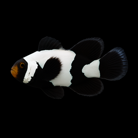Amphiprion ocellaris (Longfin Black Snowflake Pr) - DJM Bred