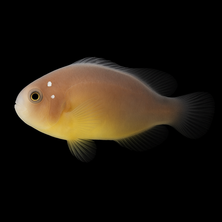 Amphiprion perideraion (Domino) - DJM Bred