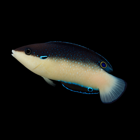 Anampses neoguinaicus (New Guinea wrasse)