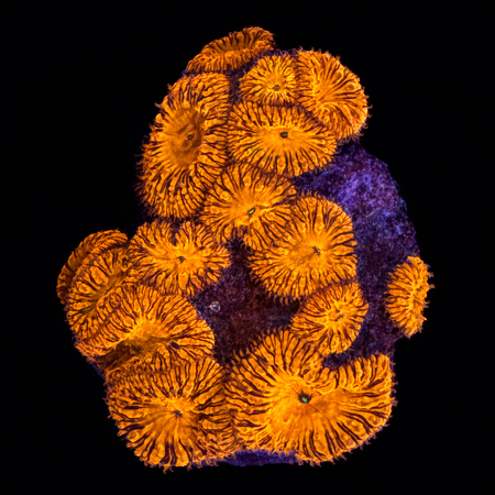 Blastomussa Wellsi M (Ong. 6-7 cm) WYSIWYG (1784130655710)