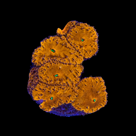 Blastomussa Wellsi S (Ong. 4-5 cm) WYSIWYG (1784130678362)