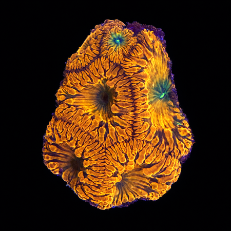 Blastomussa Welssi S (Ong. 4-5 cm) WYSIWYG (1784130604960)