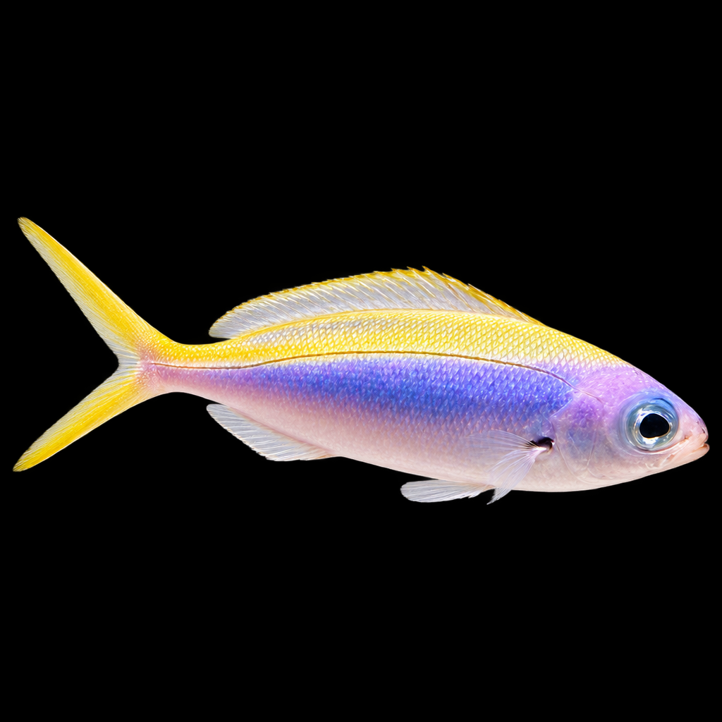 Caesio teres (Yellow and Blueback Fusilier)