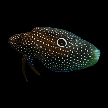 Calloplesiops altivelis (Comet/Oogvlekrifwachter)
