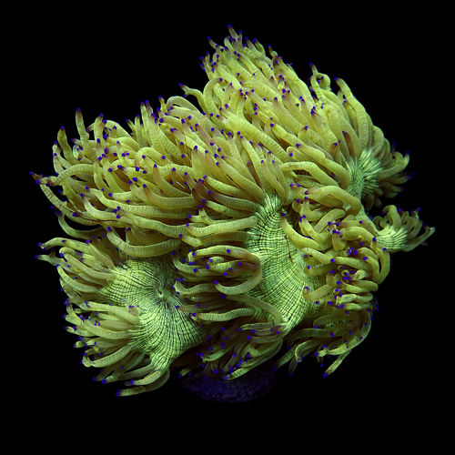 Catalaphyllia Jardinei Blauw/Paarse tip L (Ong. 8-9 cm) WYSIWYG (1771141388058)