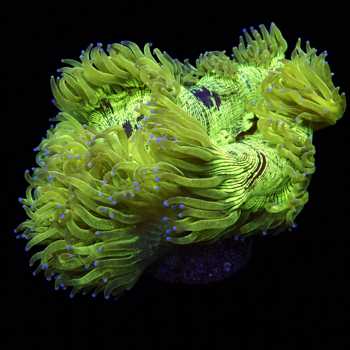 Catalaphyllia Jardinei Blauw/Paarse tip XL (Ong. 10-12 cm) WYSIWYG (1771141544176)