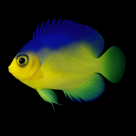 Centropyge colini - Tank Bred
