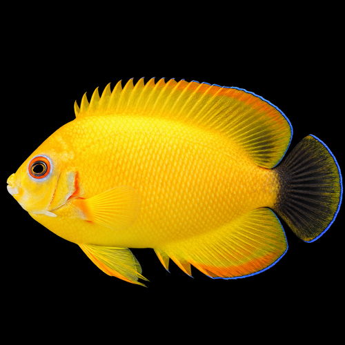 Centropyge flavissima (Hybrid) - Tank Bred