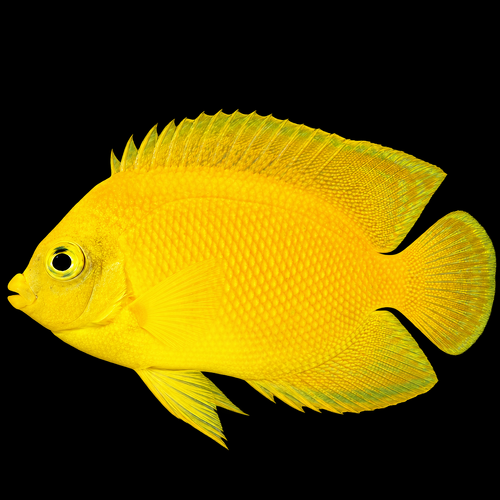 Centropyge heraldi (Yellow Angelfish)