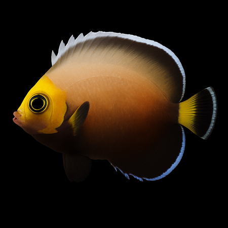Chaetodontoplus conspicillatus - Tank Bred