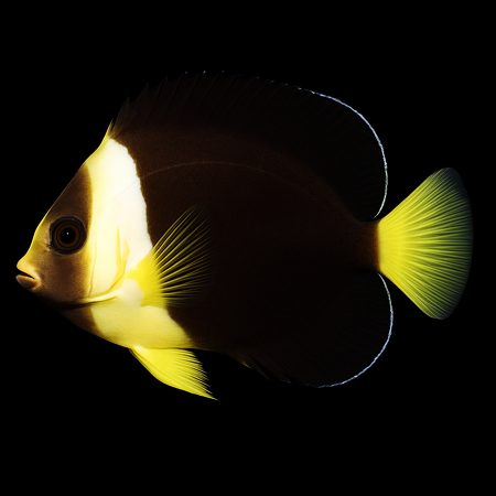 Chaetodontoplus meredithi - Tank Bred